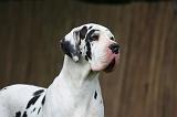 DOGUE ALLEMAND 792